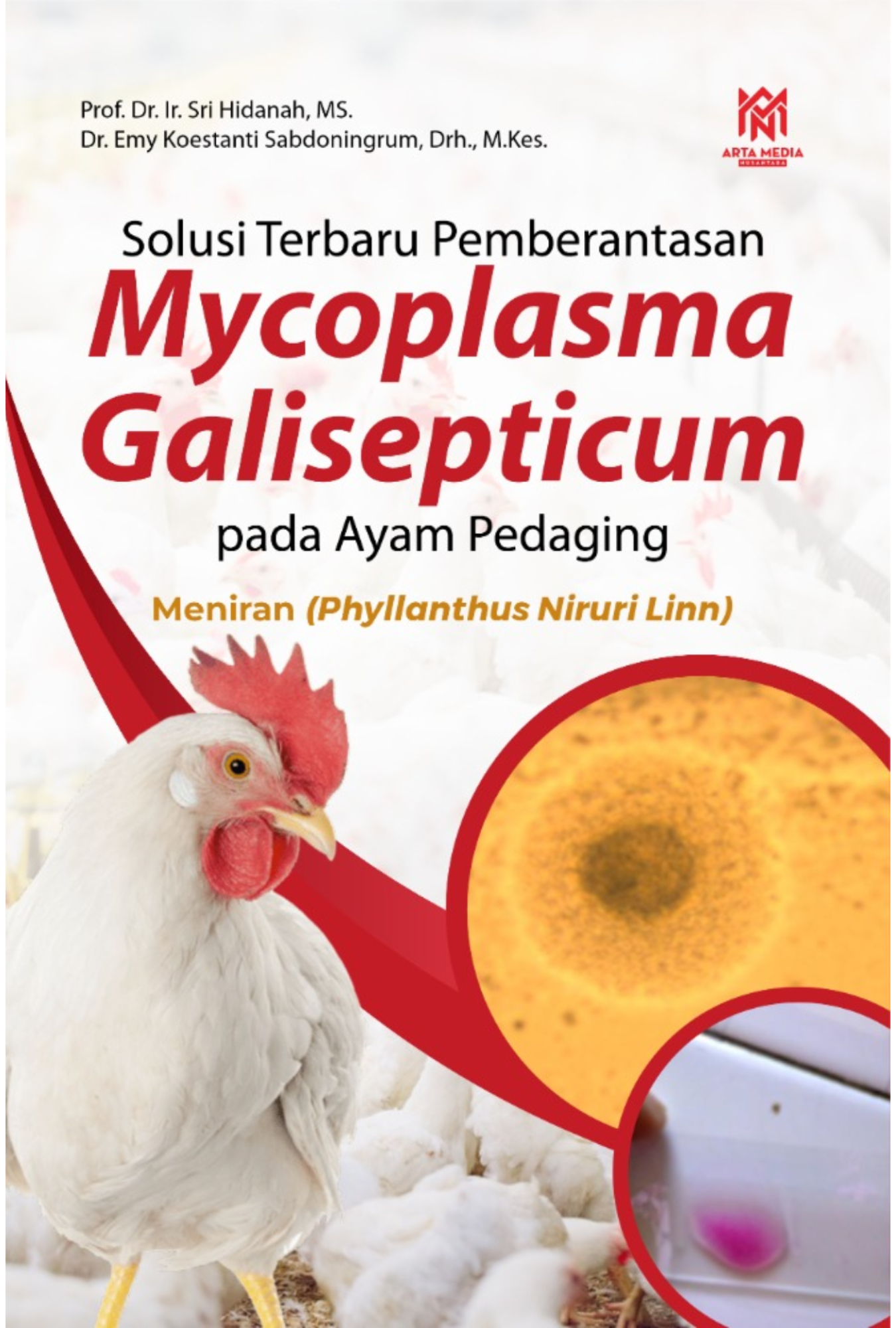 Solusi Terbaru Pemberantasan  Mycoplasma Galisepticum pada Ayam Pedaging Meniran (Phyllanthus Niruri Linn)
